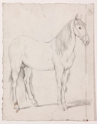 Horse, preparatory drawing for the print Parade. Portrait of Manuel Godoy - Antonio Carnicero