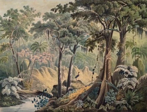 Virgin Forest at Manqueritipa, province of Rio de Janeiro (after Rugendas) - Wilhelm Friedrich Ludwig Freiherr von König-Warthausen