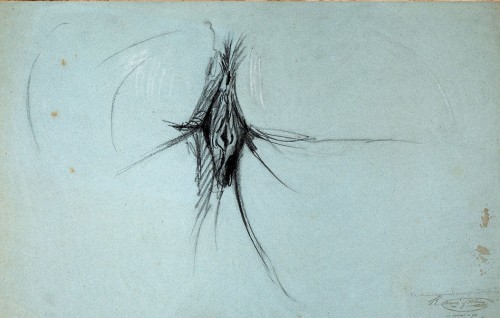 Female genitalia - Ramón Martí y Alsina